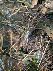 Leucorrhinia proxima