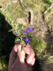 Scutellaria angustifolia