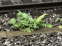 Dryopteris filix-mas