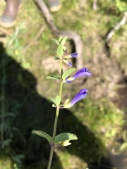Scutellaria angustifolia