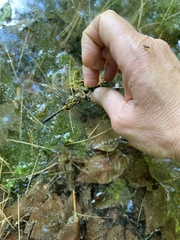 Leucorrhinia proxima