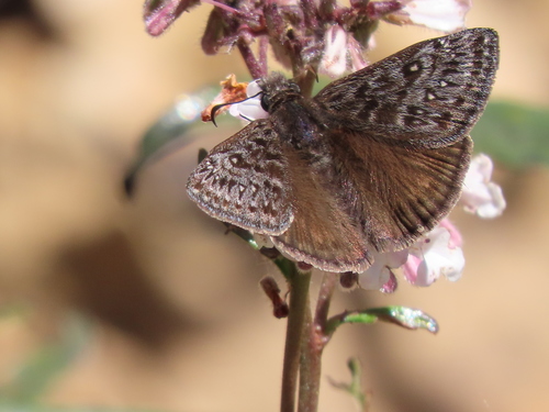 Propertius Duskywing photo 5