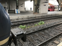 Dryopteris filix-mas