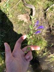 Scutellaria angustifolia