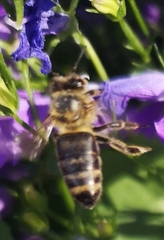 Apis mellifera
