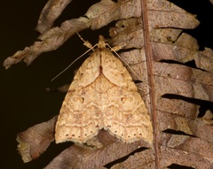 Olulis puncticinctalis