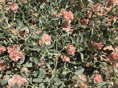 Tripterocalyx carneus