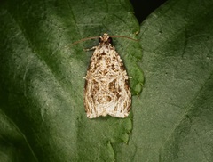 Phaecasiophora leechi