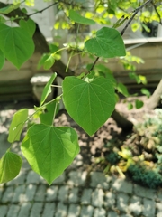 Magnoliopsida