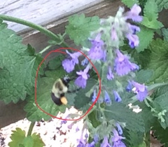Bombus impatiens