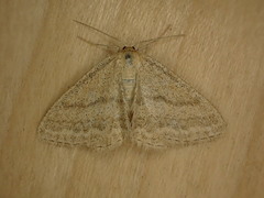 Scopula luteolata