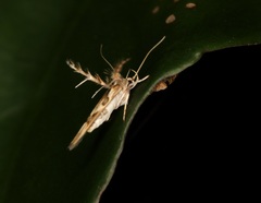 Stathmopoda stimulata