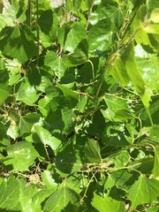 Vitis arizonica