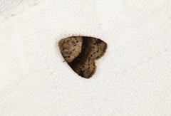 Stictane rectilinea chinesica