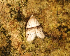 Stictane rectilinea chinesica