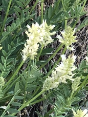 Astragalus laxmannii robustior