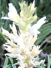Astragalus laxmannii robustior