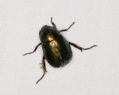 Anomala russiventris