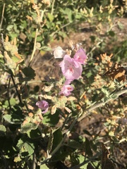 Malacothamnus arcuatus
