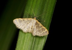 Idaea costiguttata