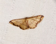 Idaea impexa