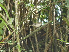 Turdus maculirostris