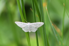 Scopula incanata