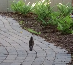Turdus migratorius