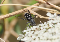 Chlorophorus sartor