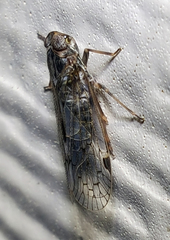 Melanoliarus aridus