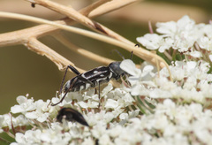 Chlorophorus sartor