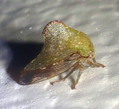 Telamona monticola