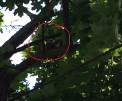 Sciurus carolinensis