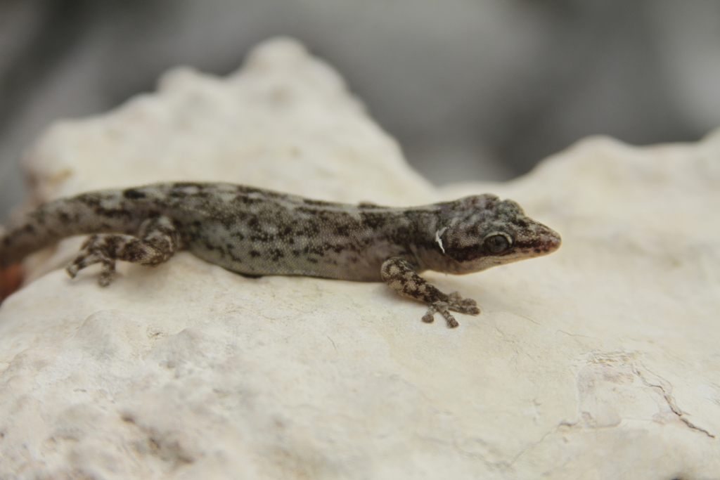 Gilbert's Leaf-Toed Gecko