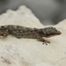 Gilbert's Leaf-toed Gecko - Photo (c) Andrés León-Reyes, some rights reserved (CC BY-NC), uploaded by Andrés León-Reyes