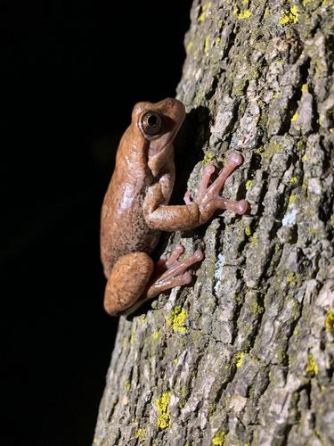Northern Streamside Tree Frog