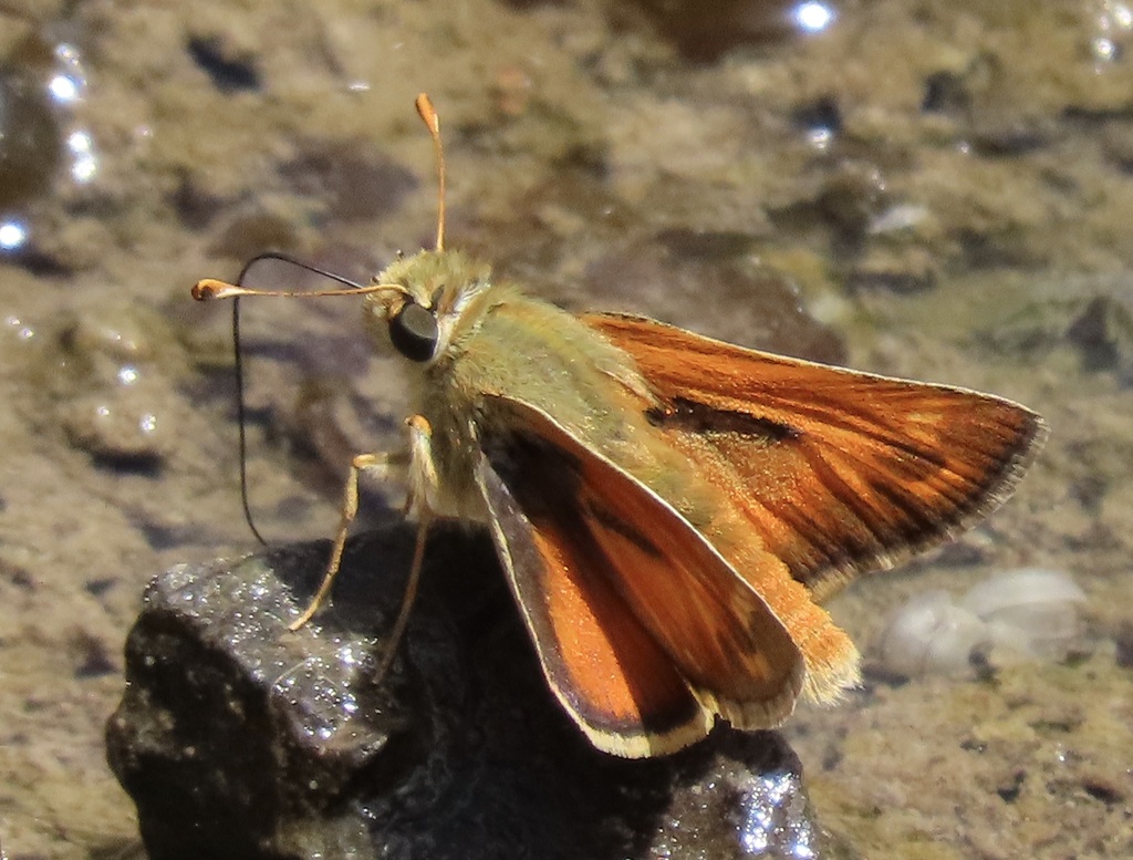 Lindsey's Skipper