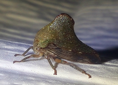 Telamona monticola
