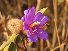 Melastoma saigonense