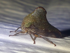 Telamona monticola