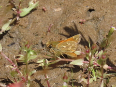 Hesperia lindseyi
