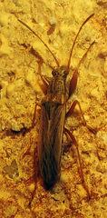 Paromius longulus