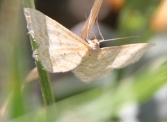 Idaea macilentaria