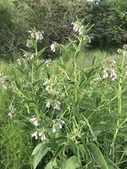 Symphytum officinale