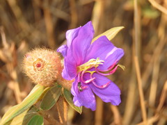 Melastoma saigonense