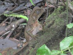 Enyalioides laticeps