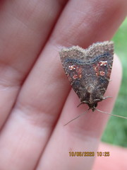 Perigea ignitincta