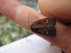Perigea ignitincta