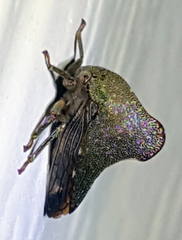 Telamona monticola