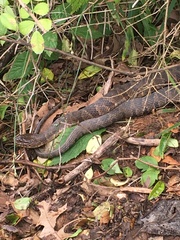 Nerodia sipedon